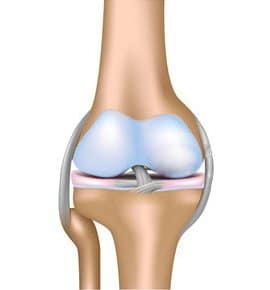 Ostéoporose : comprendre l'anatomie des os